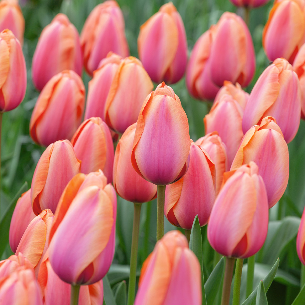 Tulipa 'Apricot Impression'